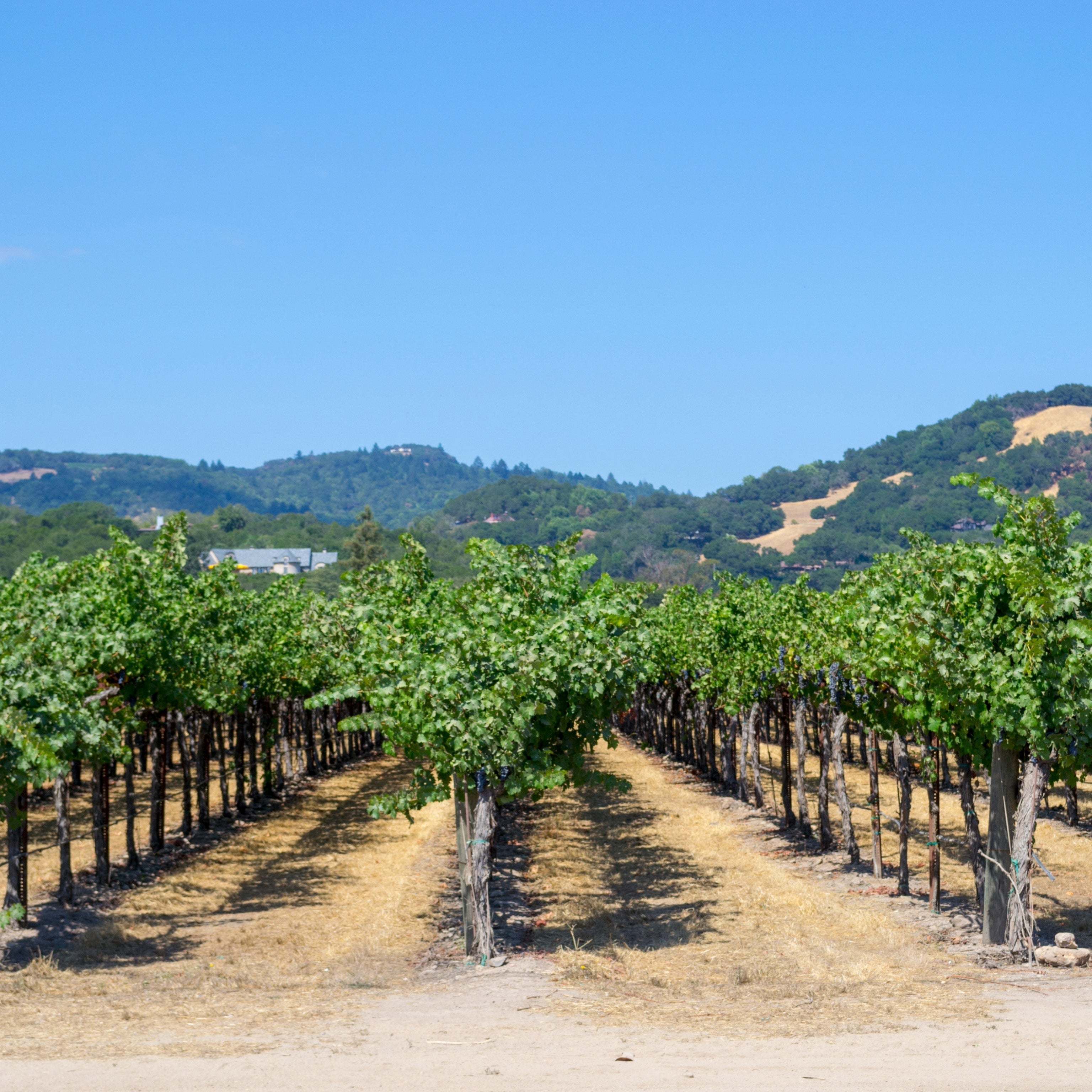 Descubre el Terroir: ¿qué es y por qué Importa en tu vino? - Blog Cepas Nobles