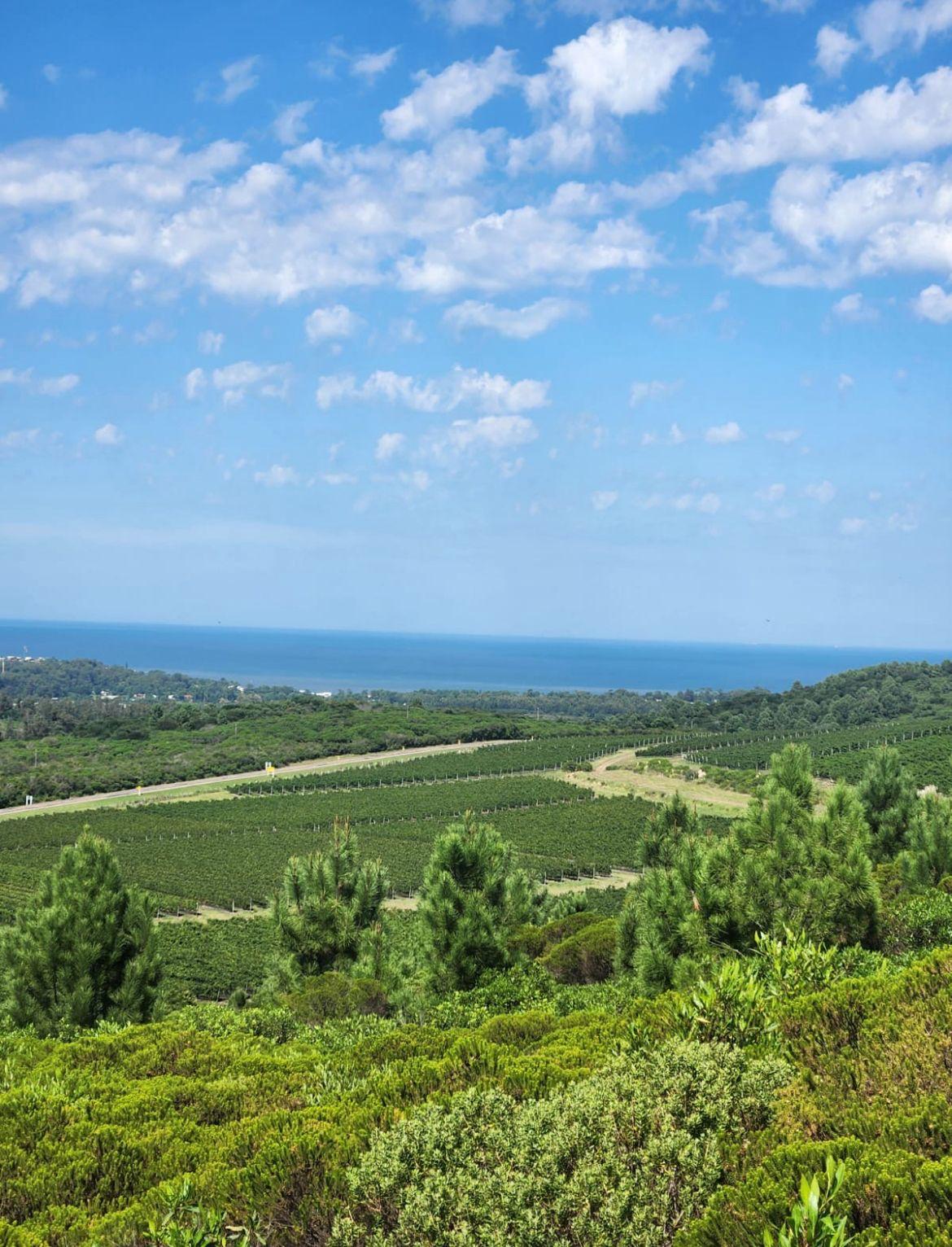 Bodega Cerro del Toro - Uruguay: vinos finos uruguayos