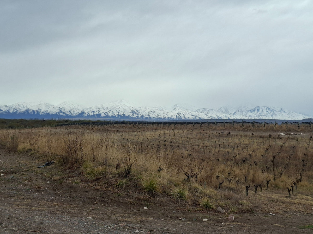Bodega SuperUco - Argentina: vinos finos argentinos