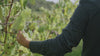 Cepas_Nobles_tienda_online_de_vinos_n_Peru